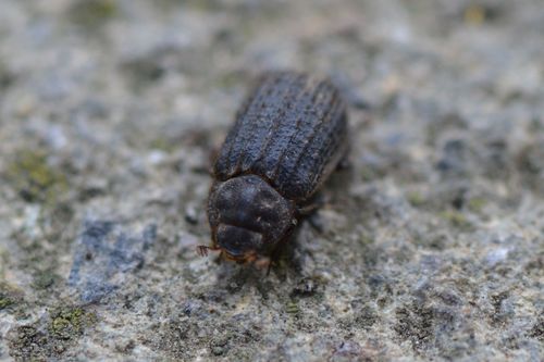 Otiorhynchus Scaber — Bild 1