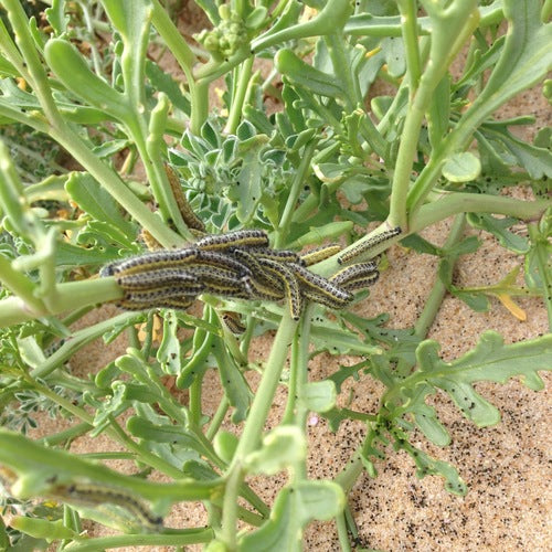 Pak Choi — Bild 3