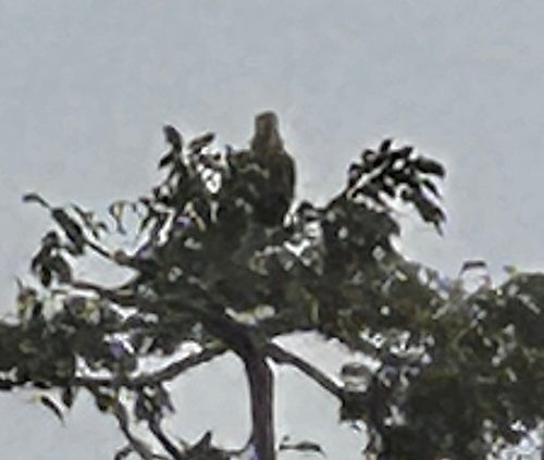 Pallasseeadler — Bild 2 von 2