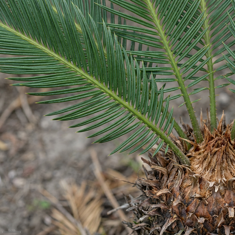 Palmfarn