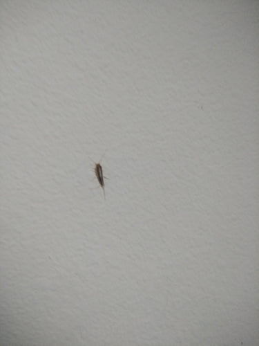 Papierfischchen — Bild 2 von 50