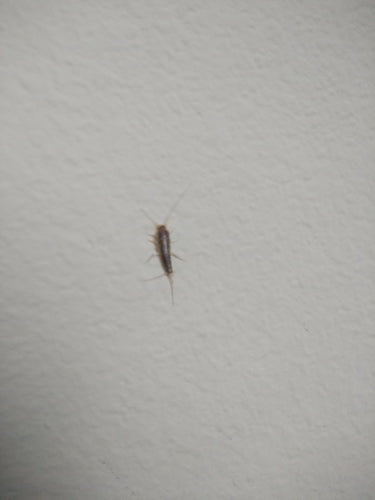 Papierfischchen — Bild 1 von 50
