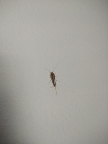 Papierfischchen — Bild 1