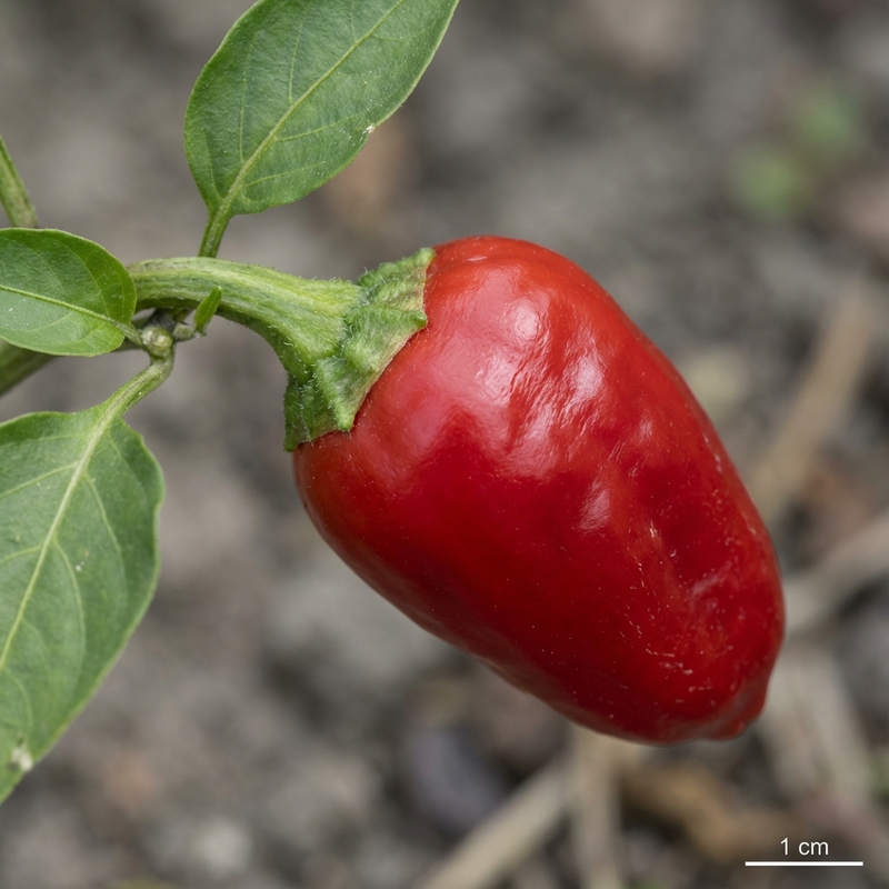 Paprika