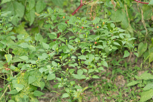 Paprika — Bild 1