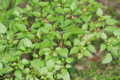 Paprika — Bild 2