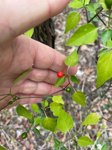 Paprika — Bild 3