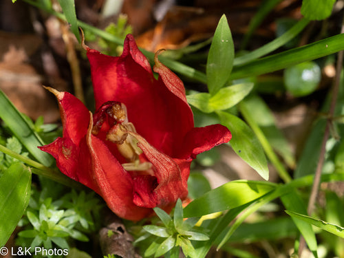 Passionsblume — Bild 2