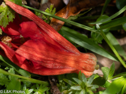 Passionsblume — Bild 1