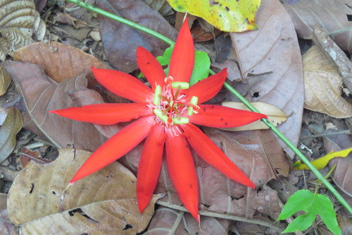 Passionsblume — Bild 3