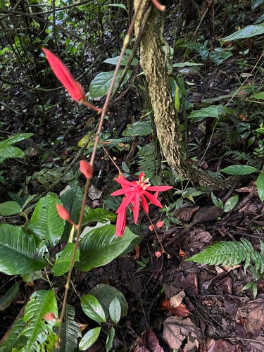 Passionsblume — Bild 5