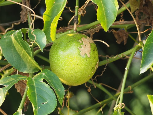 Passionsfrucht — Bild 4