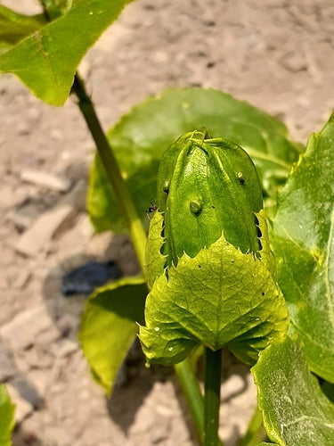 Passionsfrucht — Bild 1