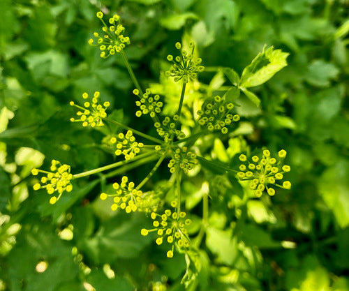 Pastinaken — Bild 5