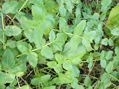 Pastinaken — Bild 2