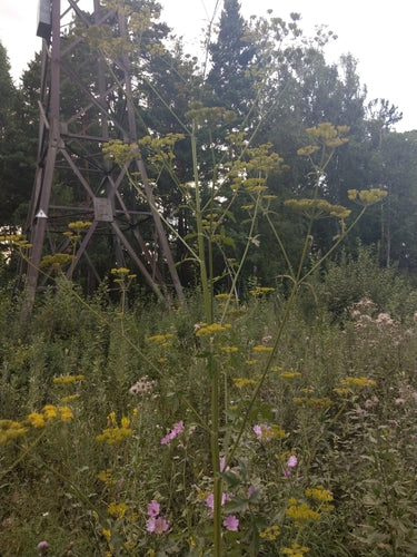Pastinaken — Bild 4