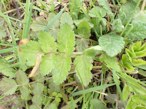 Pastinaken — Bild 3