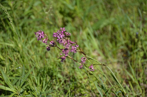 Pechnelke — Bild 5