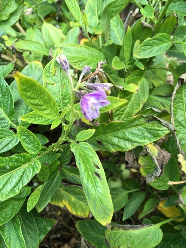 Pepino — Bild 2