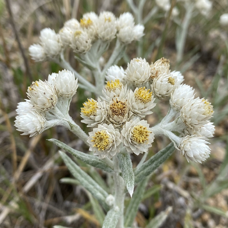 Perlblüten-Strohblume (Anaphalis margaritacea), KI-Illustration