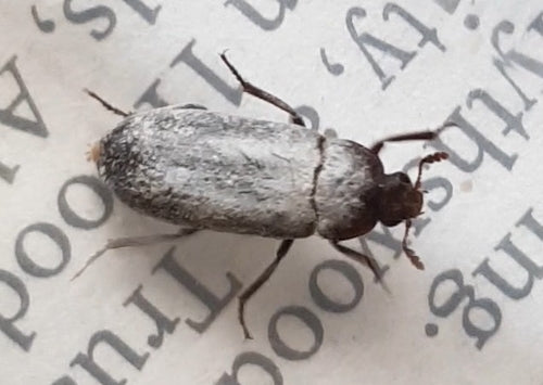 Peruanischer Speckkäfer — Bild 5