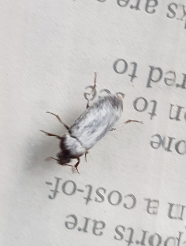 Peruanischer Speckkäfer — Bild 4
