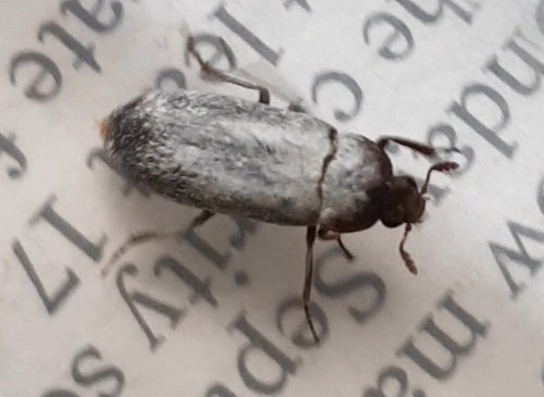 Peruanischer Speckkäfer — Bild 2