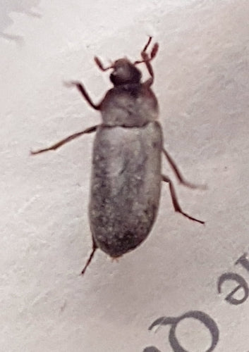 Peruanischer Speckkäfer — Bild 1