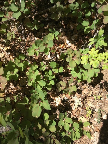 Perueckenstrauch — Bild 4