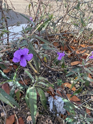 Petunien — Bild 1