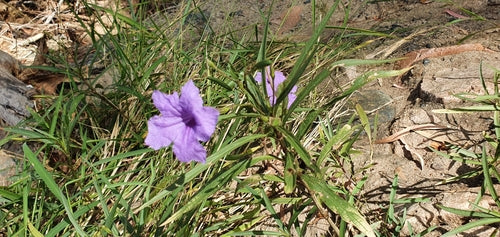 Petunien — Bild 3