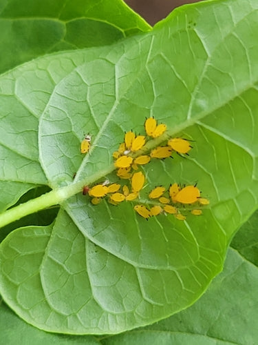 Pfeifenstrauch-Blattlaus — Bild 5 von 8