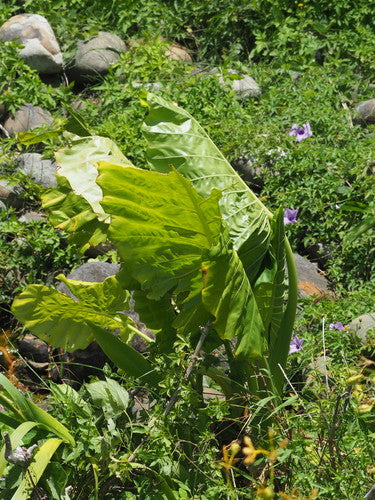 Pfeilblätter — Bild 3