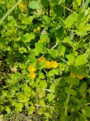 Pfennigkraut — Bild 4