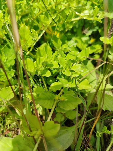 Pfennigkraut — Bild 3