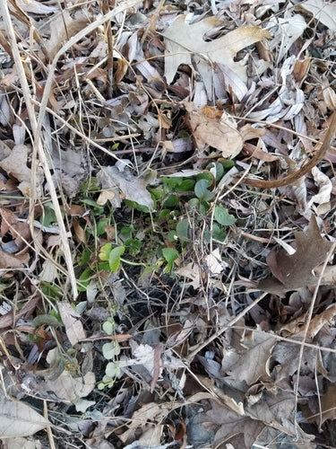 Pfennigkraut — Bild 5