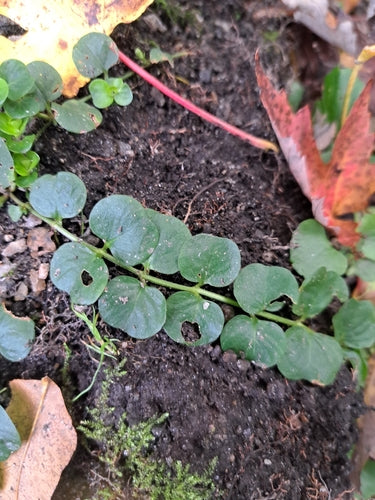 Pfennigkraut — Bild 2