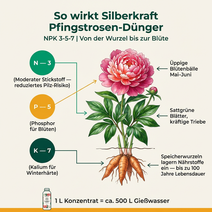 Infografik: So wirkt Silberkraft Pfingstrosen-Dünger — NPK 3-5-7, von der Wurzel bis zur Blüte