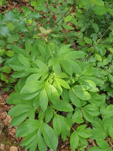 Pfingstrosen — Bild 5