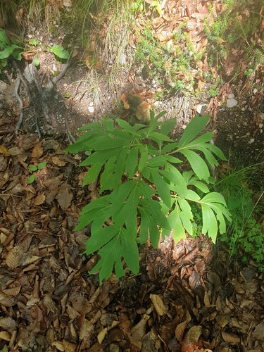 Pfingstrosen — Bild 4