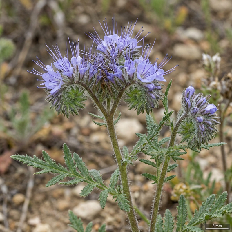 Phacelia