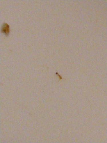 Pharaoameisen — Bild 3