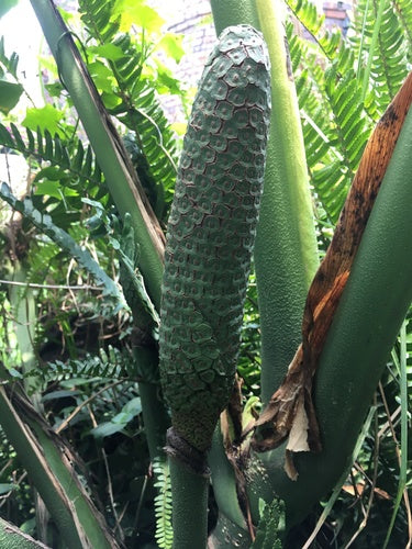 Philodendron 'Ring of Fire' — Bild 5 von 12