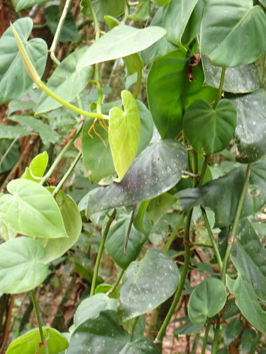 Philodendron — Bild 5