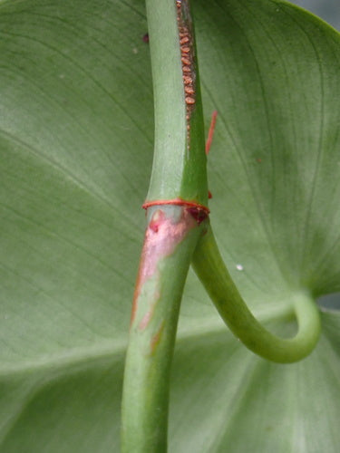Philodendron — Bild 4