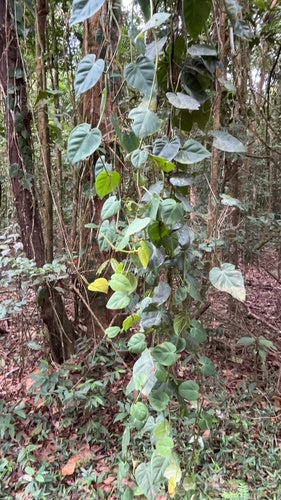 Philodendron — Bild 3