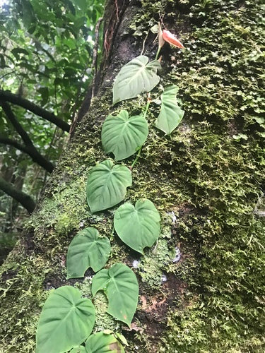 Philodendron — Bild 2
