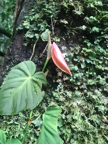 Philodendron — Bild 1