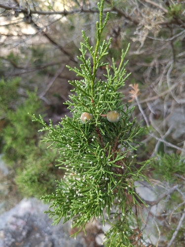 Phönizischer Wacholder — Bild 2