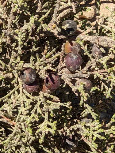 Phönizischer Wacholder — Bild 3